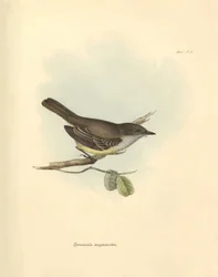 Ornithology: The Tyrannula magnirostris of the bird family described by Charles Darwin during his exploration journey aboard the Beagle. Plate from The Zoology of the voyage of H.M.S. Beagle under the command of Captain Fitzroy during the years 1832 to 183