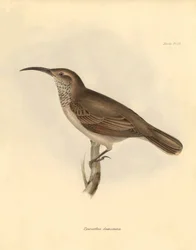 Ornithology: The Upercerthia dumetaria described by Charles Darwin during his exploration journey aboard the Beagle. Plate from The Zoology of the voyage of H.M.S. Beagle under the command of Captain Fitzroy during the years 1832 to 1836