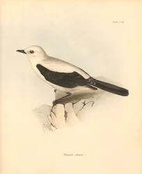 Ornithology: The fluvicola azarea or flycatcher described by Charles Darwin during his exploration journey aboard the Beagle. Plate from The Zoology of the voyage of H.M.S. Beagle under the command of Captain Fitzroy during the years 1832 to 1836