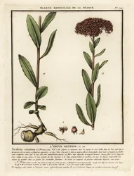 Orpine, Sedum telephium