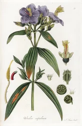 Osbeckia from Nepal