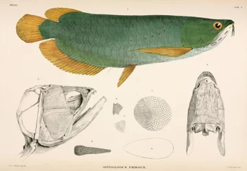 Osteoglossum Formosum, Indonesia