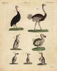 Ostrich, cassowary, extinct dodo, and species of penguin
