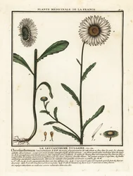 Ox-eye daisy
