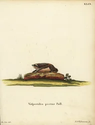 Painted Woolly Bat, Kerivoula picta. Vespertilio pictus Linn. Handcoloured copperplate engraving by Jakob Andreas Eisenmann after an illustration by Jacques de Seve from Johann Christian Daniel Schreber