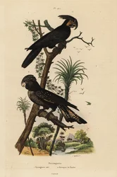 Palm cockatoo, Probosciger aterrimus, and red-tailed black cockatoo, Calyptorhynchus banksii