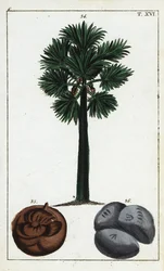 Palmyra palm, Borassus flabellifer.