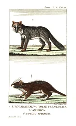 Pampas Fox or Aguarachay