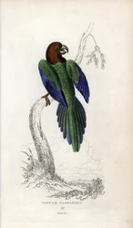 Parakeet Pumpadour, Prosopeia tabuensis. Psittacus tabuensis