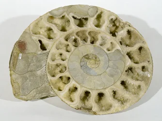 Parkinsonia (Ammonite) Found in Dorset, Middle Jurassic Period
