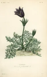 Pasqueflower or Dane