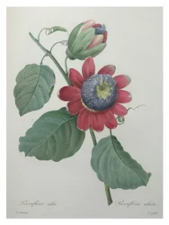 Passion Flower