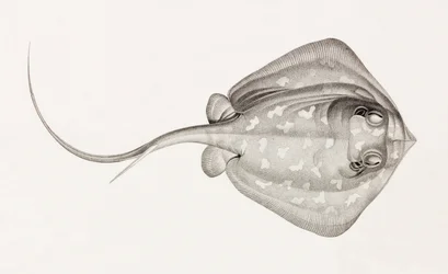 Stingray Lymme
