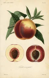 Peach Fruit, Section Through White Flesh and Red Flesh Varieties