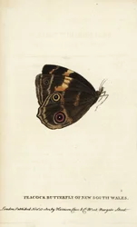 Peacock butterfly of New South Wales. Handcoloured copperplate engraving from “The Naturalist