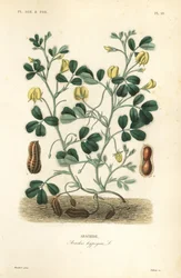 Peanut or groundnut, Arachis hypogaea