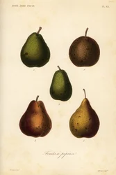 Pear varieties