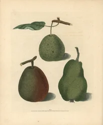Pear varieties, Pyrus communis: Cressan, Gansell
