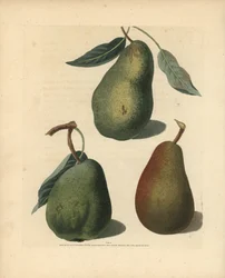 Pear varieties, Pyrus communis: Saint Germain, Colmar and Brown Beuree. Handcoloured stipple engraving of an illustration by George Brookshaw from his own Pomona Britannica, London, Longman, Hurst, etc.