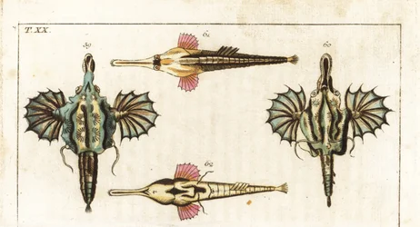 Pegasus fish (or small dragonfish) - long-tailed butterflyfish - short dragonfish, Eurypegasus draconis 59, 60, and longtail seamoth, Pegasus volitans 61, 62. Hand-coloured copperplate engraving from Gottlieb Tobias Wilhelm
