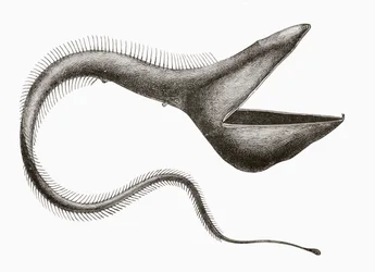 Pelican Eel or Eurypharynx pelecanoides, a deep sea fish rarely seen by humans, from 