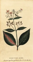 Peruvian Bark, Cinchona officinalis (engraving)