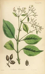 Peruvian bark tree or quinine tree, Cinchona officinalis. Handcoloured lithograph by Henry Sowerby from Edward Hamilton
