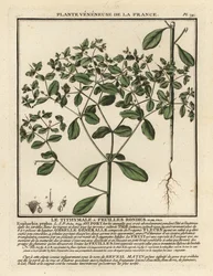 Petty spurge, Euphorbia peplus