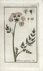 Peucedan Marsh or Marsh Parsley (Selinum marsh). Lithograph from 