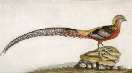 Pheasant