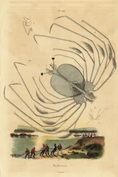 Phyllosoma larval stage of a spiny lobster