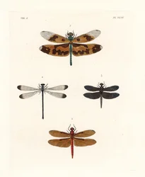Picture wing dragonfly, fulvous forest skimmer, pied paddy skimmer, and shadowdamsel