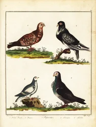 Pigeons: Polish pigeon, pouter, ptarmigan and turbit