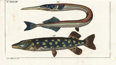 Pike (or northern pike) and sea needle or garfish