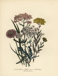 Pink-flowered milfoil, golden yarrow, Clavena