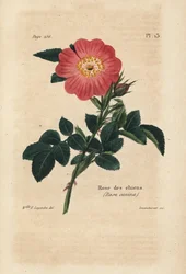 Pink Dog, Dog Rose. Handcoloured lithograph by Lecouturier after a botanical illustration by Miss F. Legendre from Pierre Boitard