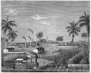 Plantation of sugar cane in Cuba, c.1880 (engraving)
