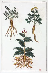 Medicinal plants, China