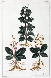 Medicinal Plants, China