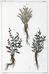 Medicinal plants, China