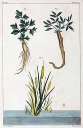Medicinal plants, China
