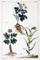 Medicinal plants, China