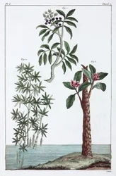 Medicinal plants, China