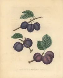 Plum Varieties: Tours, Lawrane