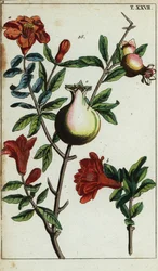 Pomegranate Flowers and Fruit on a Branch, Punica Granatum