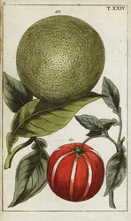 Pomelo or pummelo, Citrus maxima