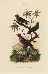 Pygmy parrot and black-capped lory