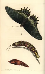 Queen swallowtail or androgeus butterfly, with caterpillar and pupa. Illustration drawn and engraved by Richard Polydore Nodder