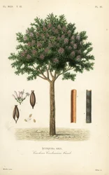 Quinine or cinchona bark