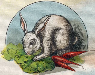 Rabbit eating a carrot